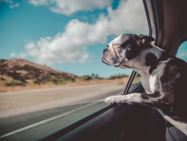 Dogs in Cars Photo 1 scaled 1 630x473 Wanna Buy a Car Vacuum? Consider These Factors.